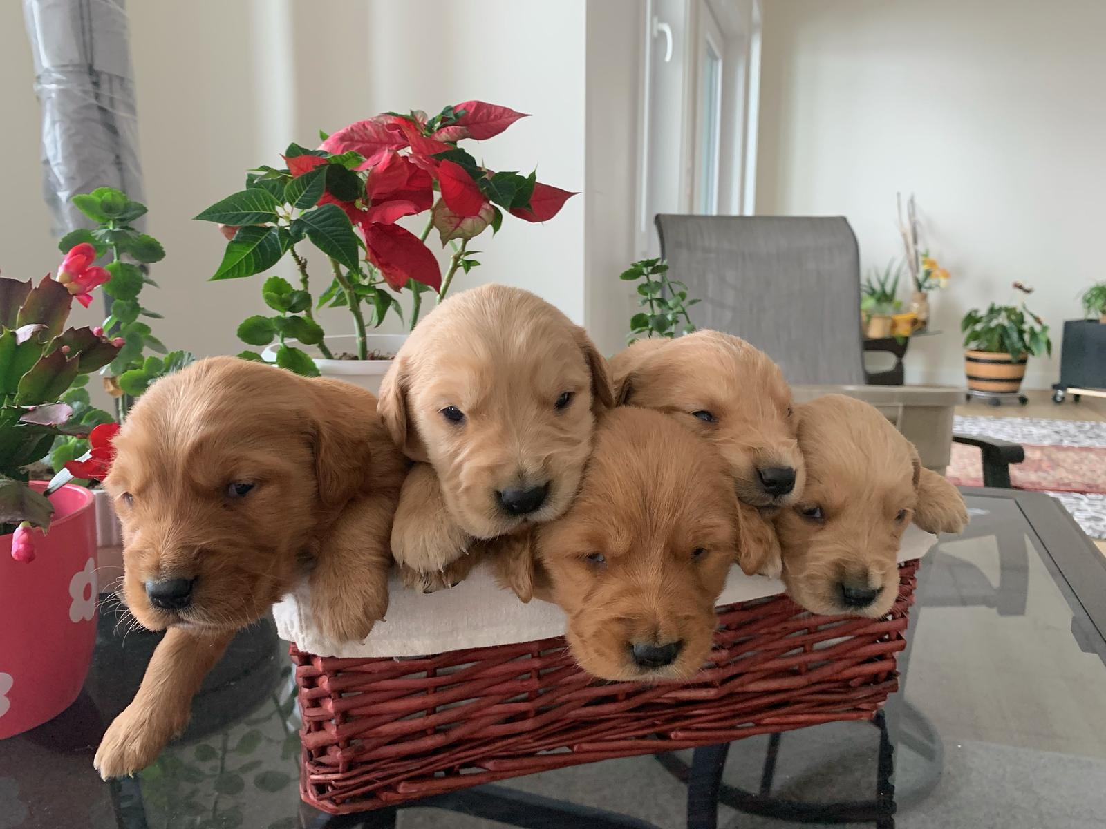 Five Golden Retriever puppies resting together in a woven basket