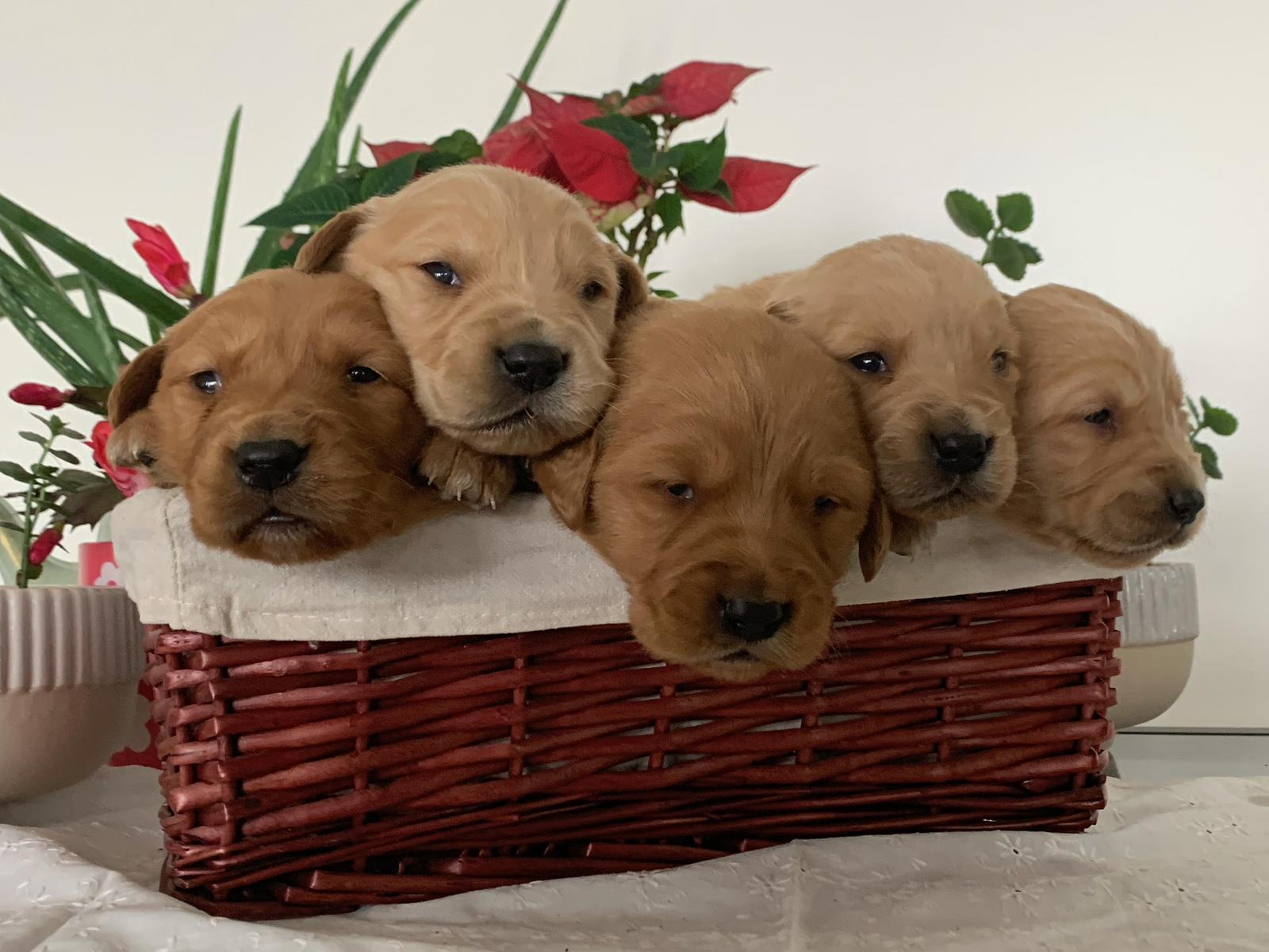 Six Golden Retriever puppies gathered together in a woven basket